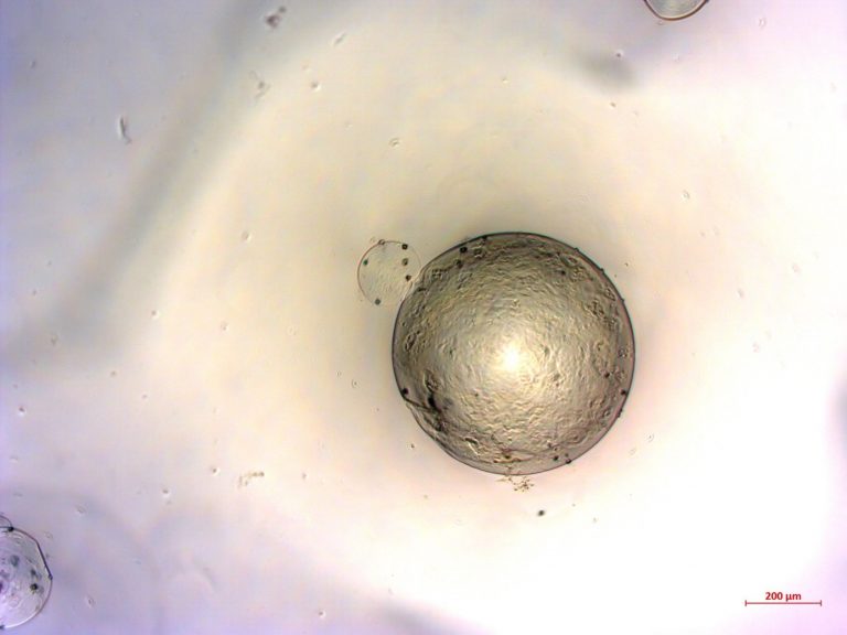 Alap gél biofilm nélkül
