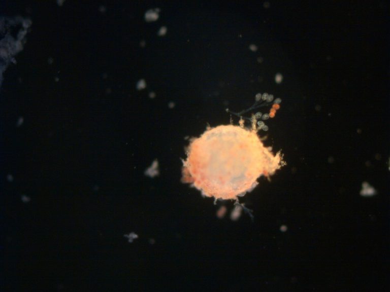 Alap gél biofilmmel