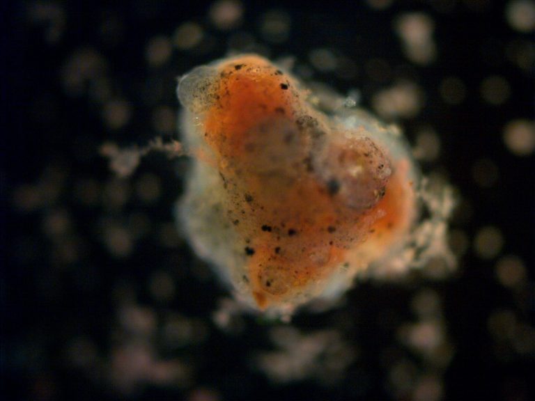 Mágnesezhető gél biofilmmel