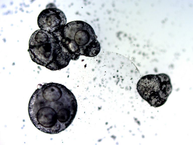 Hideggyártott gél biofilm nélkül