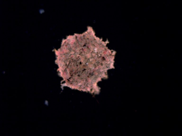 Hideggyártott gél biofilmmel (TTC festett)